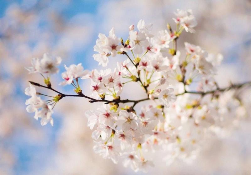 你朋友圈里的樱花，可能是假的……,樱花,朋友圈,日本,花梗,品种,海棠,html,杂交,大岛,花瓣