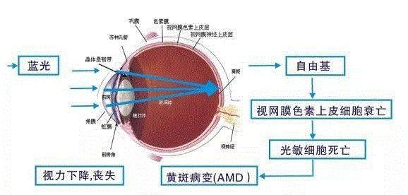 这是因为数码产品的屏幕光中，含有一种短波蓝光，会对人眼内部结构造成损伤。,防蓝光、护眼的手机贴膜，这个我们亲测有效,蓝光,贴膜,QRIC,品牌,厂商,指导价,吸收,指纹,短波,手机屏幕
