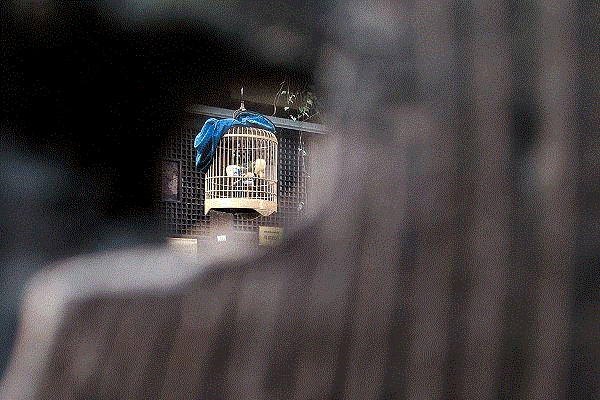 平凡，才是人生唯一的答案,平凡,梁晓声,教育,腐烂,小人物,英雄,周国平,高晓松,女儿,磨难