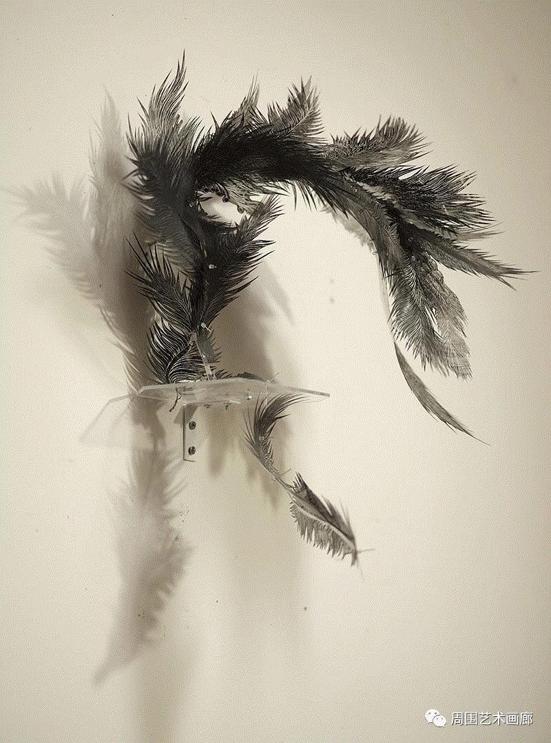 陈筱薇作品 Xiaowei Chen I  The Feather,陈筱薇,Xiaowei,Chen,Feather,羽毛,波士顿,Artadia,USA,feathers,life