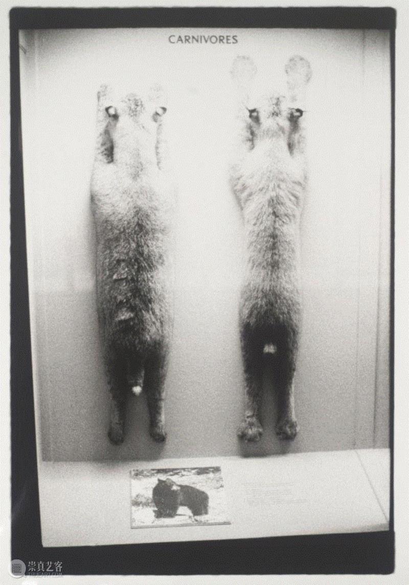 ▲ 佐伊·伦纳德（Zoe Leonard），《食肉动物》（Carnivores），1992