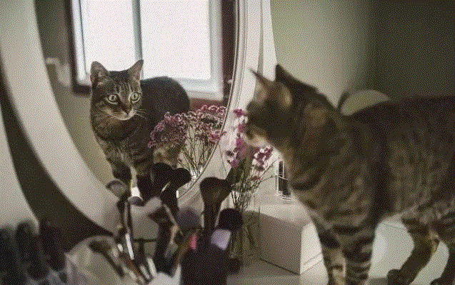 浮世绘大师歌川国芳笔下的猫世界，歌舞升平，好不快活！,歌川国芳,浮世绘,猫咪,国芳,驿站,东海道,流行,日语,自画像,姿态