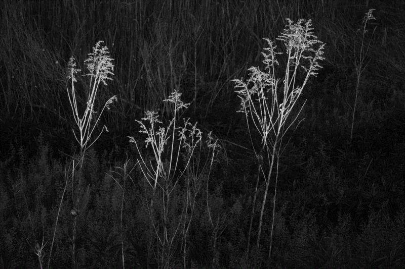 冯君蓝，草芥(Mere Straw) 01,正艺美学 |「道在稊稗冰晶」冯君蓝 x 谢红东摄影联展
