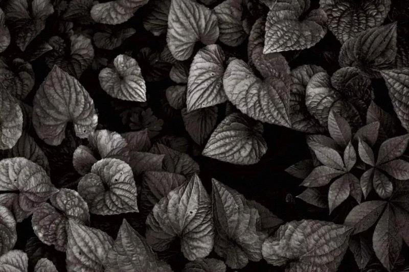 冯君蓝，草芥(Mere Straw) 31,正艺美学 |「道在稊稗冰晶」冯君蓝 x 谢红东摄影联展