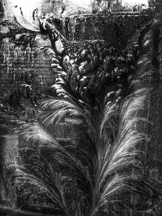 谢红东，花园(Garden),正艺美学 |「道在稊稗冰晶」冯君蓝 x 谢红东摄影联展