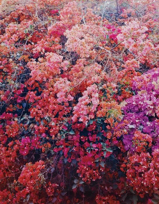 张爱玲：年青的时候,张爱玲,年青,汝良,西亚,结婚,头发,德文,侧面,俄国,父亲