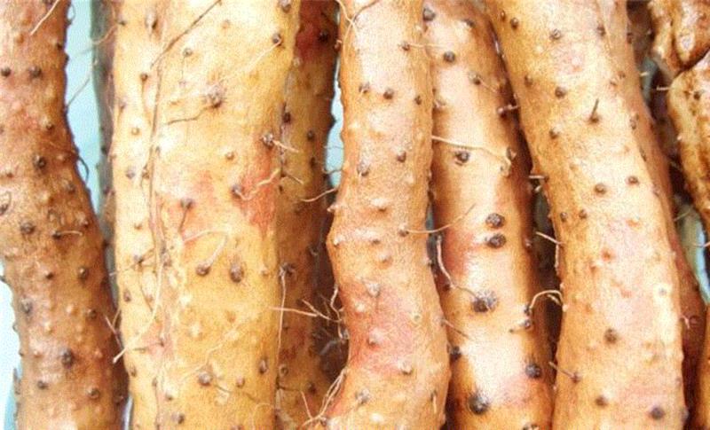 【限时特惠】脾胃不好，肾亏气虚？吃什么都不如吃这个！