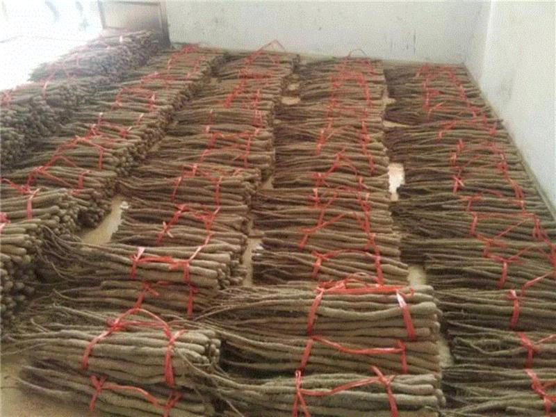 【限时特惠】脾胃不好，肾亏气虚？吃什么都不如吃这个！