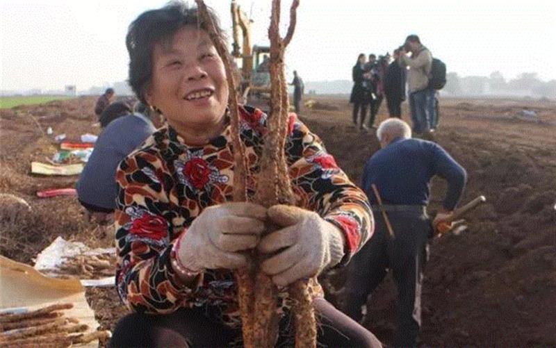 【限时特惠】脾胃不好，肾亏气虚？吃什么都不如吃这个！