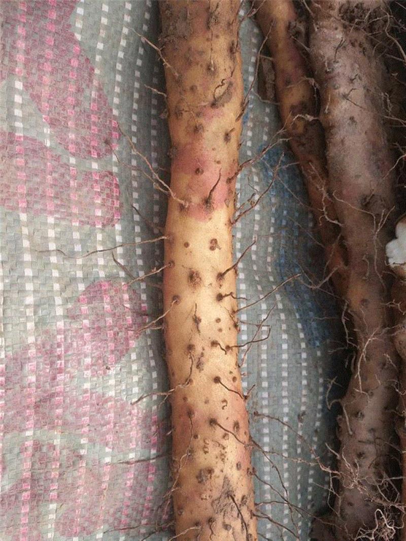 &nbsp;正宗垆土铁棍山药表层有红斑,【限时特惠】脾胃不好，肾亏气虚？吃什么都不如吃这个！