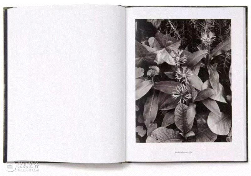 《保罗·史川德：奥哲瓦的花园》书籍内页,Readings | 失序的时空——摄影书的阅读线索,Readings,时空,摄影书,影像,摄影,书籍,史川德,影集,沃克,埃文斯