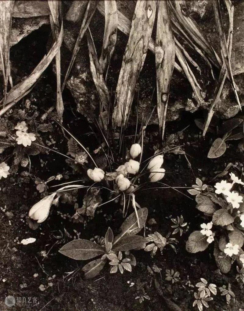 保罗·史川德，“奥哲瓦的花园”系列照片,Readings | 失序的时空——摄影书的阅读线索,Readings,时空,摄影书,影像,摄影,书籍,史川德,影集,沃克,埃文斯