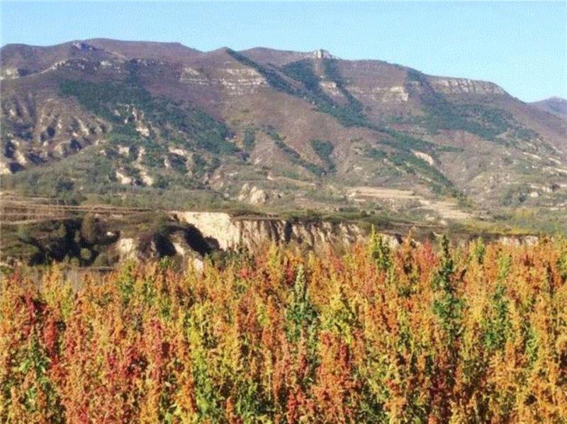 藜麦原产地是南美洲，但是原产地的产量不多，仅够当地居民食用。,你与好身材之间，只差一碗藜麦,身材,藜麦,营养,食用,蛋白质,热量,静乐县,南美洲,人体,推荐