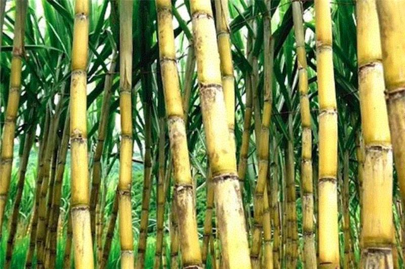 小小一颗金色的蜜糖,补足血气,由内而外做红润美人,蜜糖,金色,血气,由内而外,美人,甘蔗,营养,红糖,冰糖,皮肤