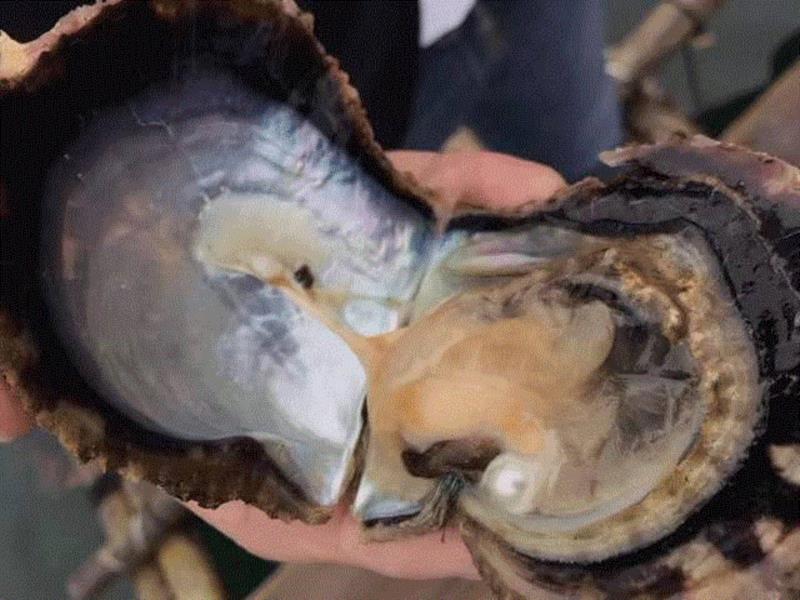 “素颜”的胜利！,素颜,胜利,珍珠,日本,素颜霜,皮肤,推荐,Cheryl,VIP,会员