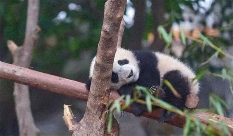 成都的旅游业一直都很好，512地震后却受到了很大影响。那时我在西藏上学，班上所有的四川学生都把自己的