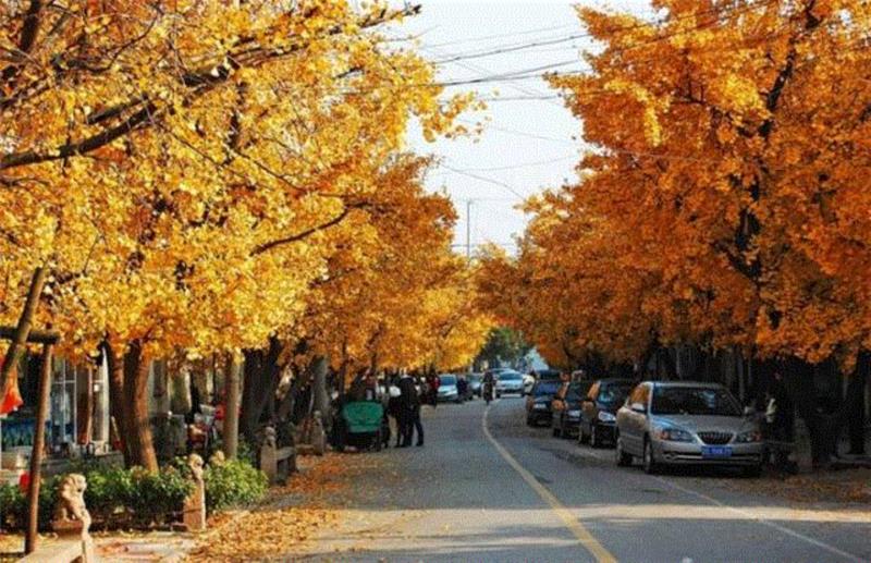 ▲东山银杏,如果要跟一个城市谈恋爱，你会选哪个？,恋爱,成都,地铁,沙漠,建筑,职业,关键词,阿拉善,记忆,天津