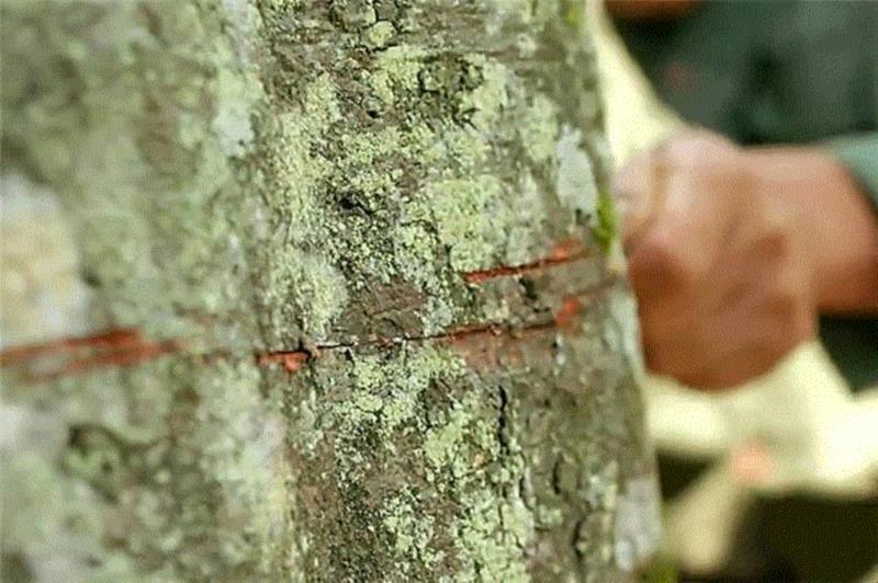 又一部零差评纪录片,豆瓣9.0,道尽五味人生,惹哭了亿万中国人,纪录片,豆瓣,百合,本草,肉桂,老伴,荷叶,海带,爱情,青梅