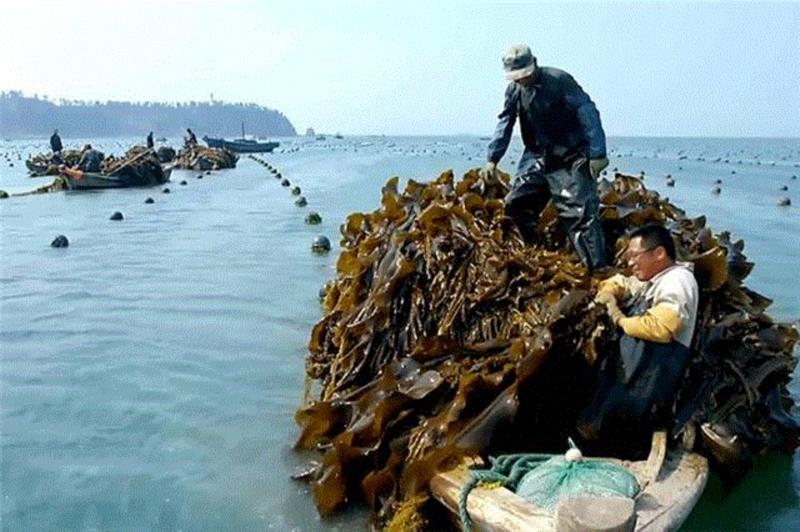 又一部零差评纪录片,豆瓣9.0,道尽五味人生,惹哭了亿万中国人,纪录片,豆瓣,百合,本草,肉桂,老伴,荷叶,海带,爱情,青梅
