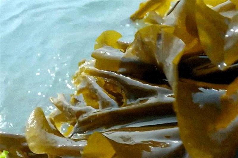 又一部零差评纪录片,豆瓣9.0,道尽五味人生,惹哭了亿万中国人,纪录片,豆瓣,百合,本草,肉桂,老伴,荷叶,海带,爱情,青梅