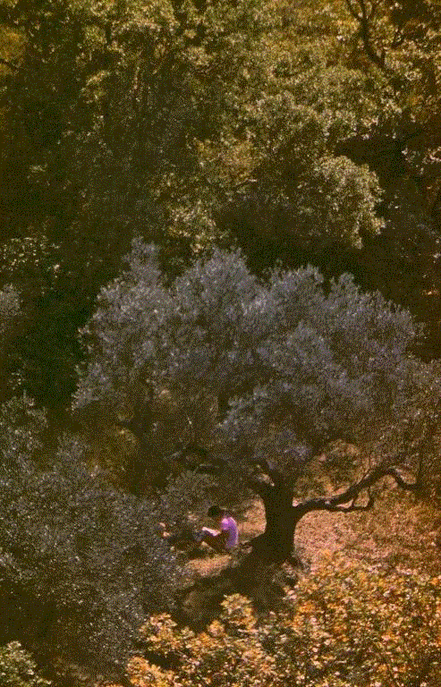 油画一样完美的少女人体摄影集：大卫·汉密尔顿《一个少女的梦》,少女,摄影集,油画,人体,大卫·汉密尔顿,摄影,人体摄影,大卫,英国,徐淳刚