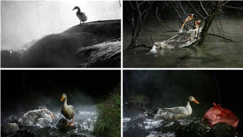 天鹅湖 &nbsp;Swan Lake &nbsp; &nbsp;单频录像，彩色/黑白混合，有声 &