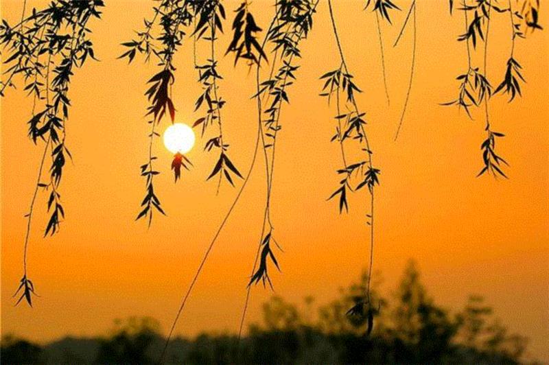 ? 图片来源于「道明」摄,成熟，是认清生活的真相后依然葆有天真,童心,赤子,草木,丰子恺,天真,人性,山河,木心,赤子之心,wally