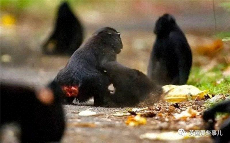 一群人帮一只猴子把这个摄影师告到破产... 还能有这种操作？？？,摄影师,破产,操作,David,自拍,照片,版权,动物,自拍照,相机