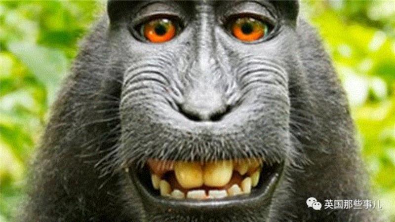 这回轮到David懵比了...,一群人帮一只猴子把这个摄影师告到破产... 还能有这种操作？？？,摄影师,破产,操作,David,自拍,照片,版权,动物,自拍照,相机