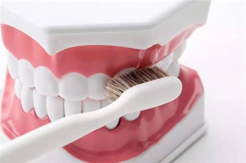 不必担心。在刷动的过程中，纤细的羊毛和獾毛能深入清洁牙缝和牙龈缝，温和地清洁也很有力量。,马毛、山羊毛、獾毛做成的牙刷，畅销日本100多年,牙刷,日本,马毛,山羊,动物,惠百施,牙齿,牙龈,牙膏,特惠