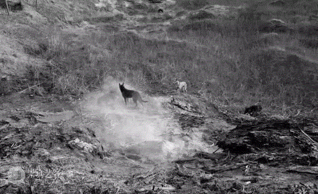 雀村往东 20分50秒 黑白 6屏&nbsp;版权归艺术家杨福东所有,杨福东镜头下，中国知识分子的孤独 ,当代艺术,影像,杨福东