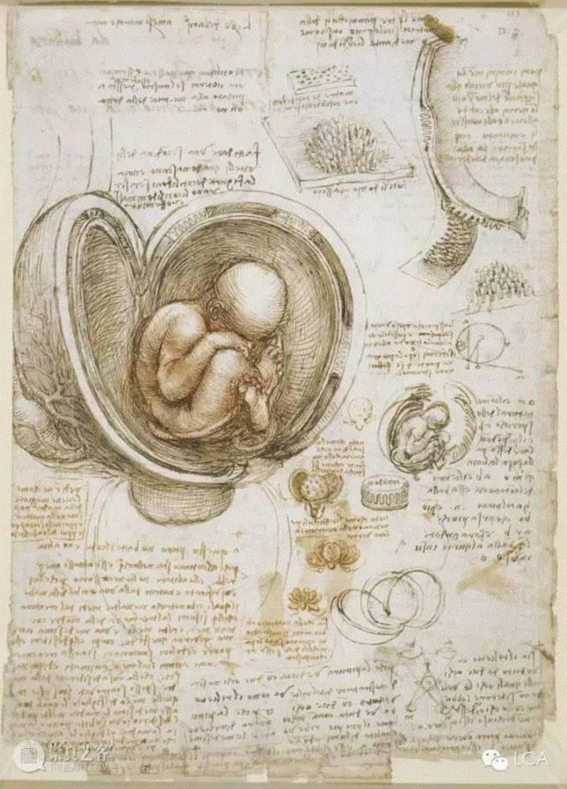 sketches of a fetus in the womb,文艺复兴的隐暗面（上） ,人文主义,文艺复兴,瓦尔特·米尼奥罗