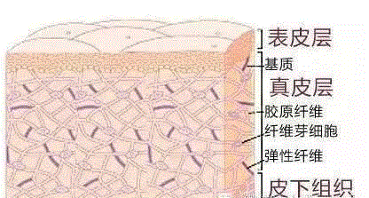 生长纹、妊娠纹破坏了美美的大长腿和小蛮腰？这个神奇宝贝帮你找回完美弹性肌肤！,妊娠,肌肤,宝贝,弹性,皮肤,StriaSan,修复,妊娠纹,纤维,德国