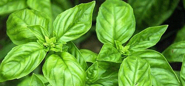 西餐常见香料，可杀菌、镇痛。,喷了这瓶草药水，蚊子从此绕道走,蚊子,草药,驱蚊,蚊虫,健康,无毒,杀菌,止痒,夏天,物道