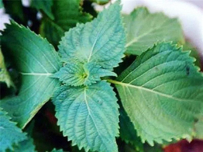 涂上这支泰国爆款防晒霜，想晒黑都难