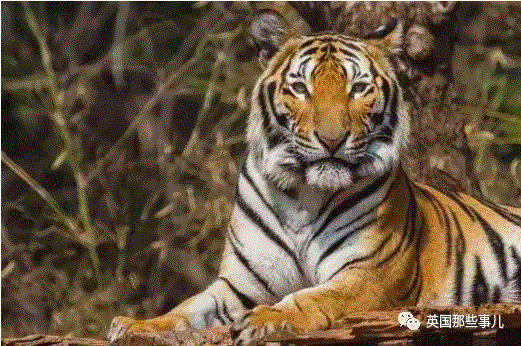 小松鼠居然会自己晒蘑菇干吃，胖胖企鹅也有大长腿，好吧这波动物你们赢了...