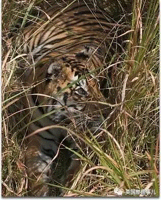 小松鼠居然会自己晒蘑菇干吃，胖胖企鹅也有大长腿，好吧这波动物你们赢了...