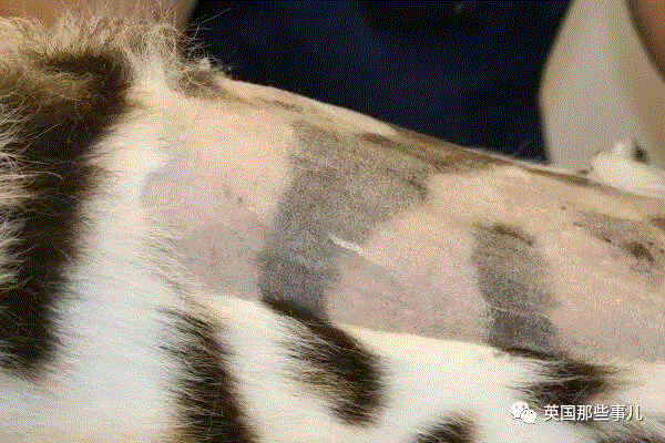 小松鼠居然会自己晒蘑菇干吃，胖胖企鹅也有大长腿，好吧这波动物你们赢了...