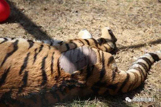 小松鼠居然会自己晒蘑菇干吃，胖胖企鹅也有大长腿，好吧这波动物你们赢了...