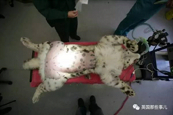 小松鼠居然会自己晒蘑菇干吃，胖胖企鹅也有大长腿，好吧这波动物你们赢了...