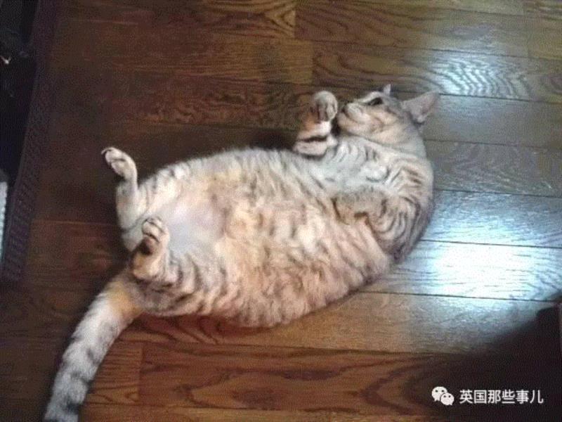 小松鼠居然会自己晒蘑菇干吃，胖胖企鹅也有大长腿，好吧这波动物你们赢了...