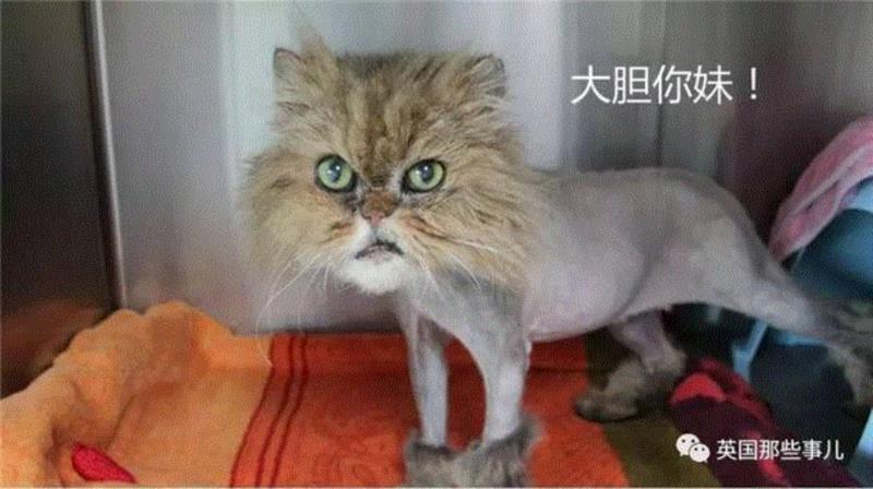 小松鼠居然会自己晒蘑菇干吃，胖胖企鹅也有大长腿，好吧这波动物你们赢了...