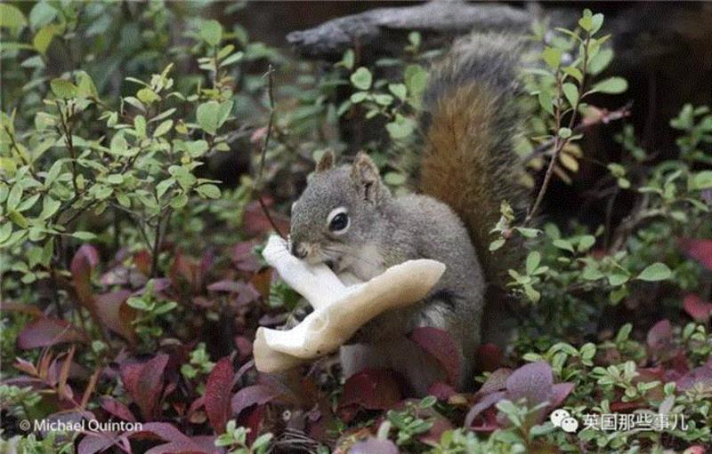 小松鼠居然会自己晒蘑菇干吃，胖胖企鹅也有大长腿，好吧这波动物你们赢了...