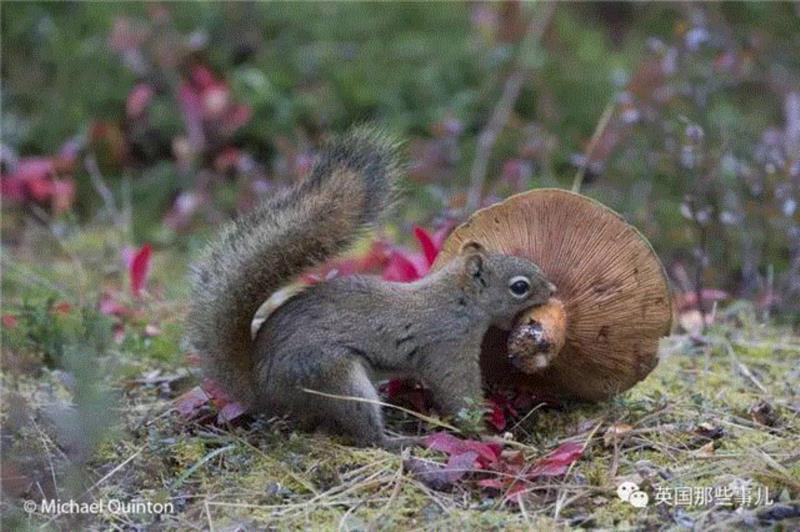 小松鼠居然会自己晒蘑菇干吃，胖胖企鹅也有大长腿，好吧这波动物你们赢了...