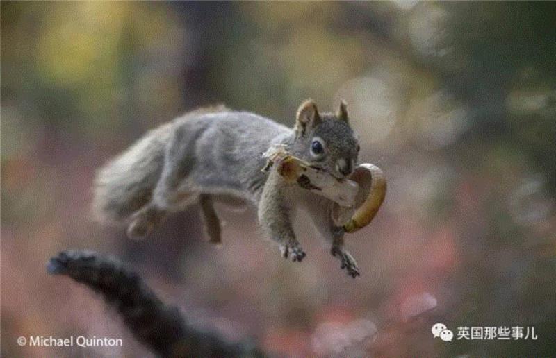 小松鼠居然会自己晒蘑菇干吃，胖胖企鹅也有大长腿，好吧这波动物你们赢了...