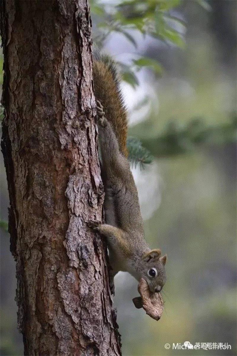 小松鼠居然会自己晒蘑菇干吃，胖胖企鹅也有大长腿，好吧这波动物你们赢了...