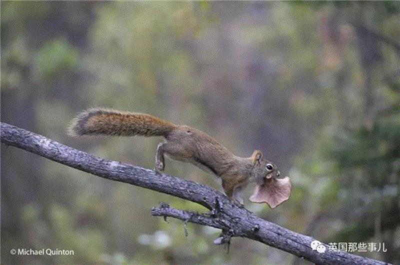 小松鼠居然会自己晒蘑菇干吃，胖胖企鹅也有大长腿，好吧这波动物你们赢了...