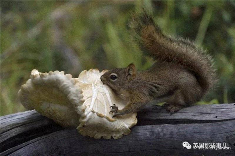 小松鼠居然会自己晒蘑菇干吃，胖胖企鹅也有大长腿，好吧这波动物你们赢了...