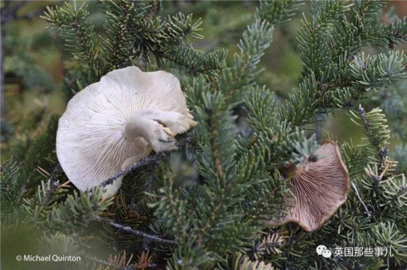 小松鼠居然会自己晒蘑菇干吃，胖胖企鹅也有大长腿，好吧这波动物你们赢了...