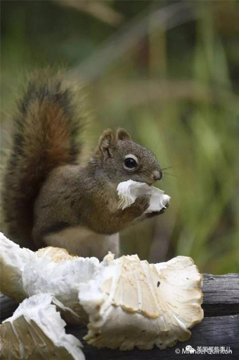 小松鼠居然会自己晒蘑菇干吃，胖胖企鹅也有大长腿，好吧这波动物你们赢了...
